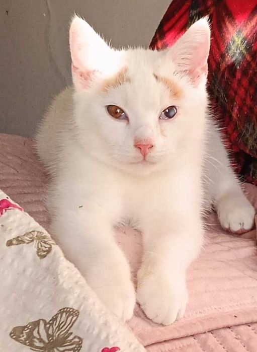 Albinek czeka na dom.