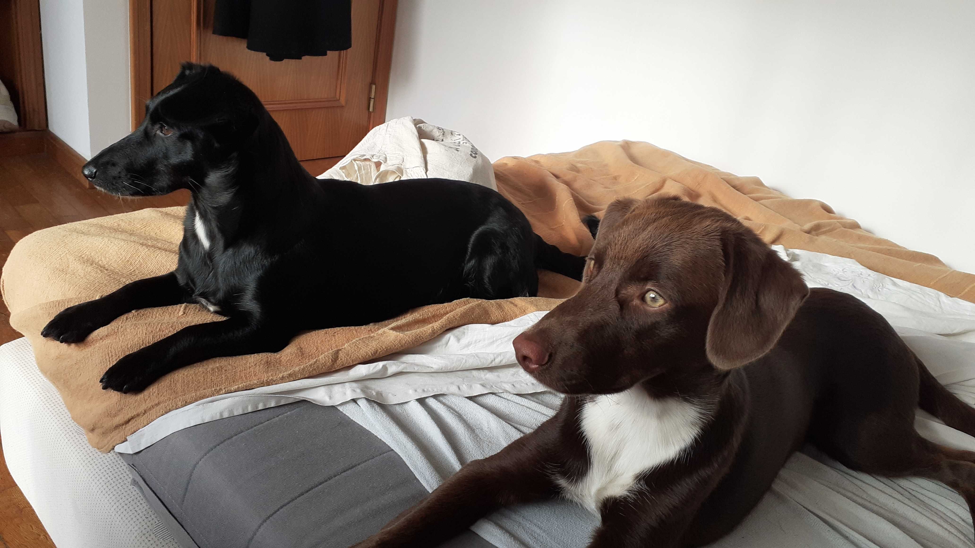 Cãozinho (macho) para Adoção