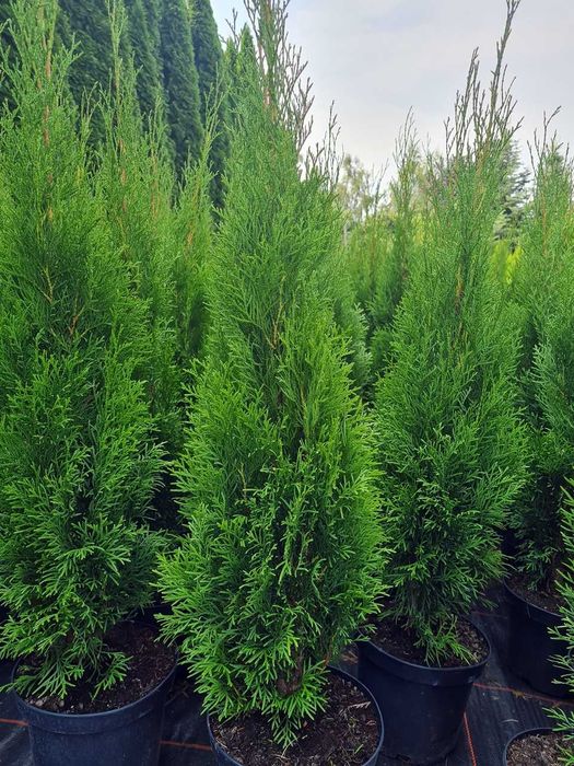Tuja Szmaragd Szmaragdowa Tuje Szmaragdy 90CM Wys hodowane w doniczce