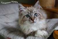 Elle ragdoll mink/sepia z Lazurowej Wyspy.