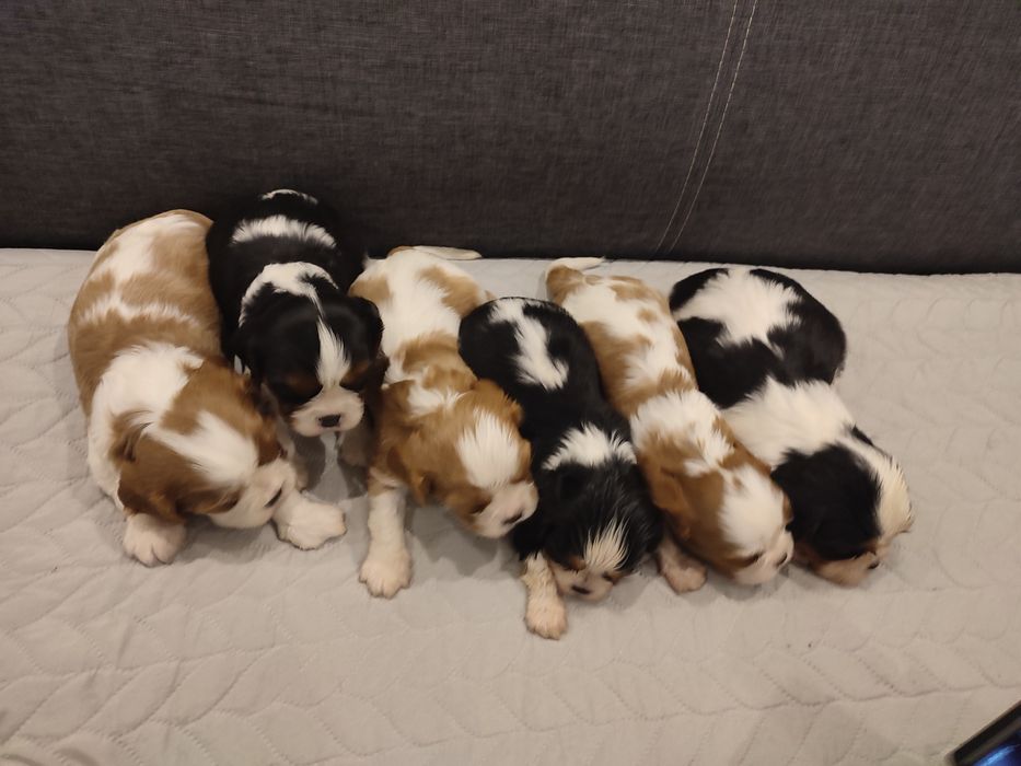 Cavalier King Charles Spaniel piesek