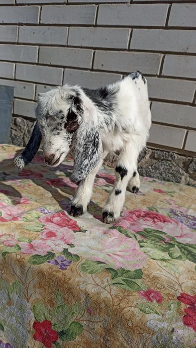 Англонубійський кізки