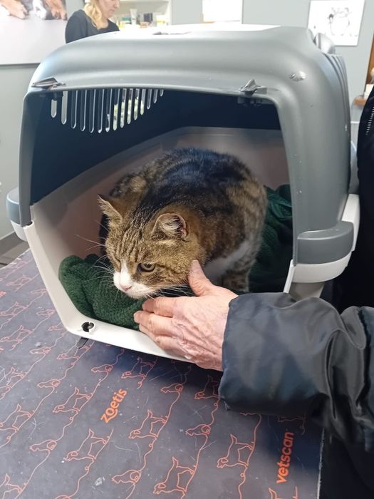 Urocza kotka Jadzia czeka pilnie na dom