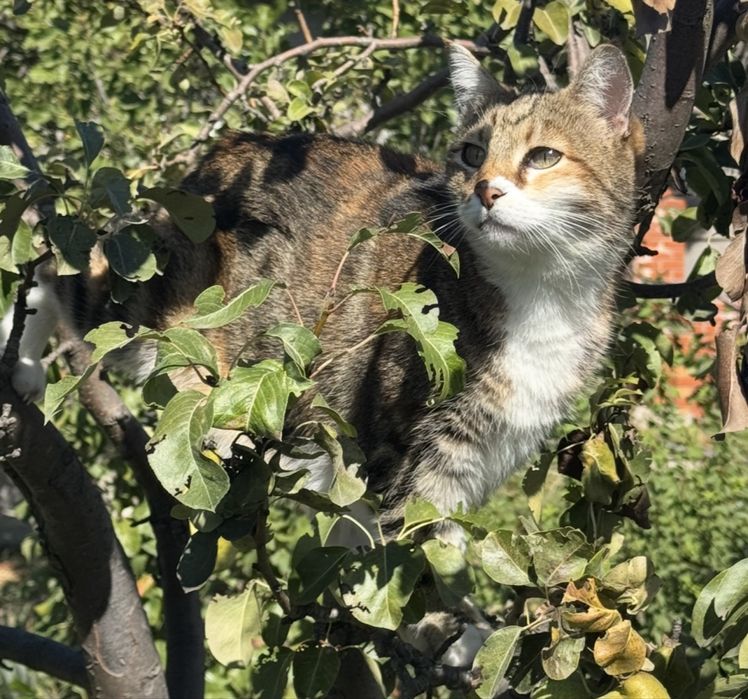 Потерялась кошка!