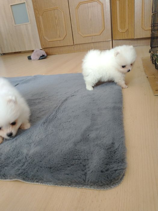 Szpic miniaturowy pomeranian chłopak xxs
