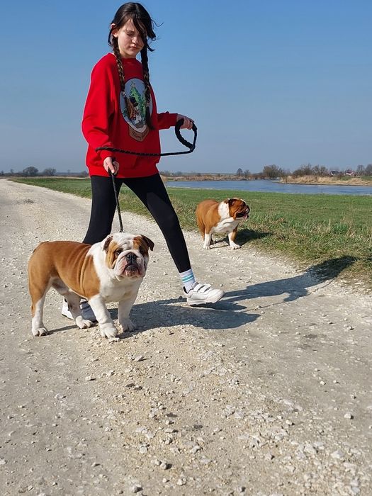 Buldog Angielski FCI dorosły piękny pies