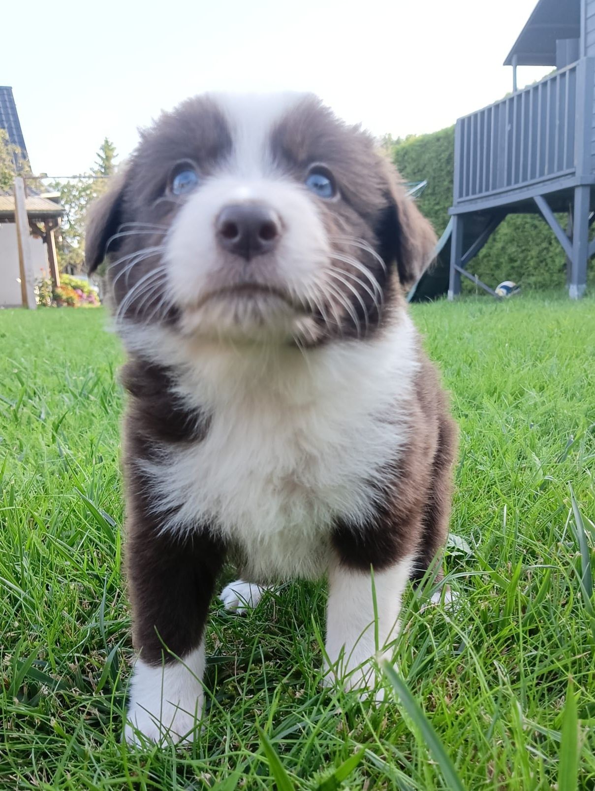 Border Collie chłopczyk Czekoladowo Biały