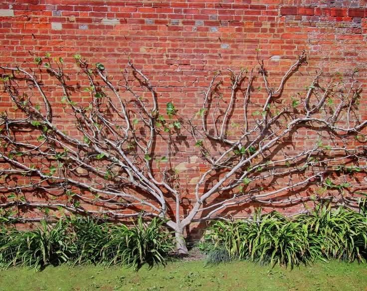 Саженци инжир Киевский