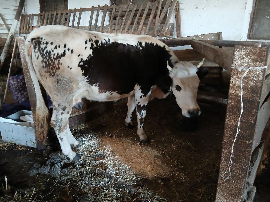 Продам добру корову