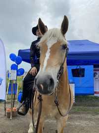 OKAZYJNA CENA Sprzedam klacz haflinger