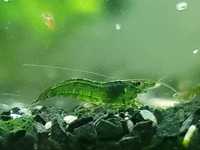 Neocaridina green