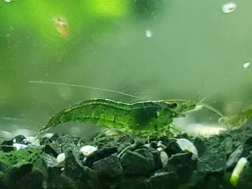 Neocaridina green