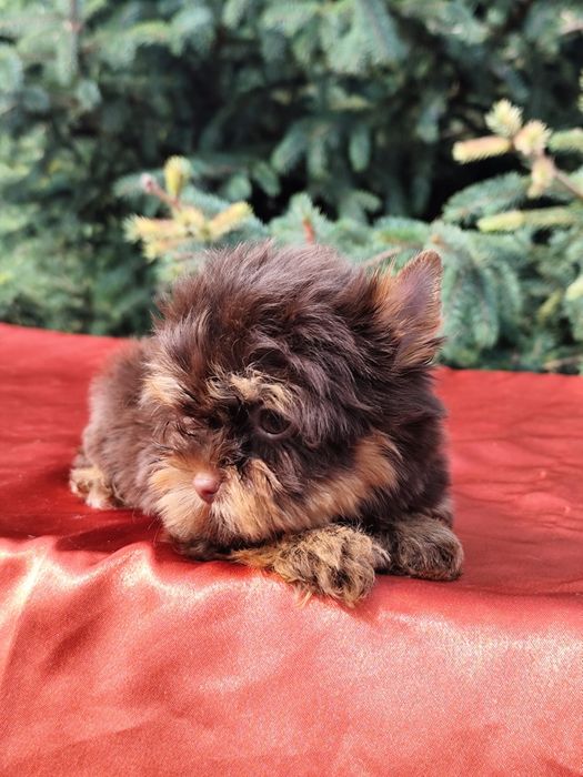 Дівчинка міні Йорк шоколадно-підпала