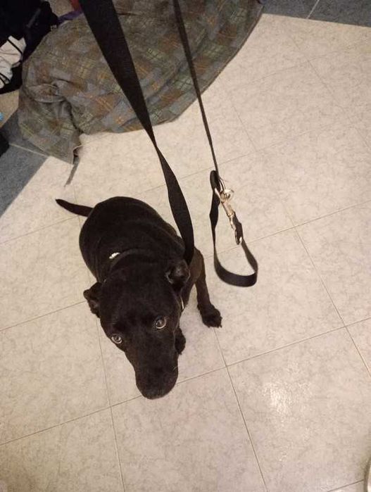 Trela para dois cães