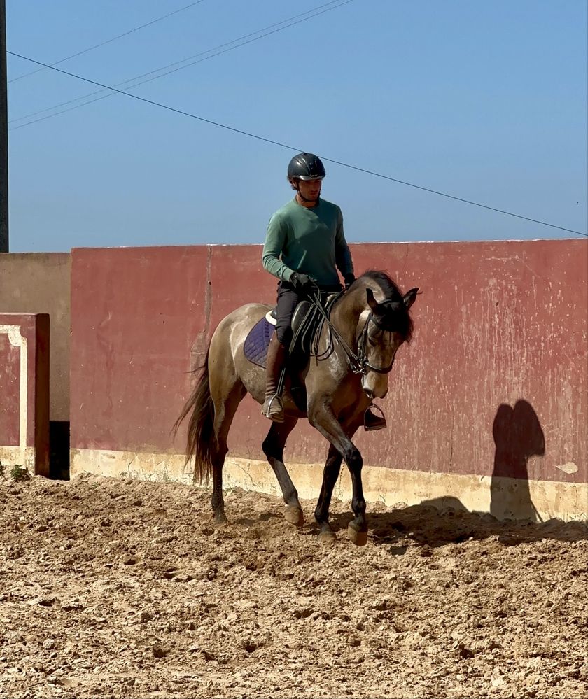 Cavalo com 4 anos, super mansinho.