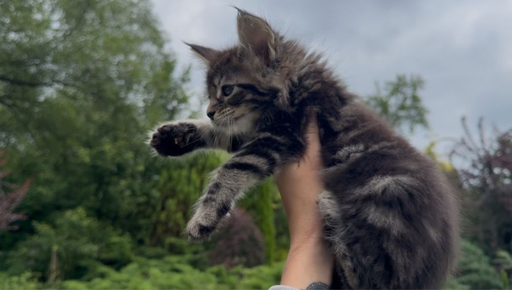 Мейн-Кун,котята Дикий окрас,Табби,мальчики