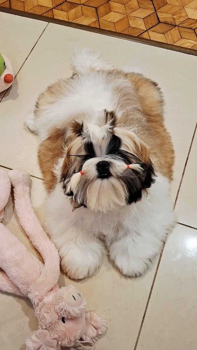 Śliczna złoto-biała suczka  ZKWP/FCI/ legalna hodowla