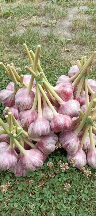 Czosnek Polski Harnaś