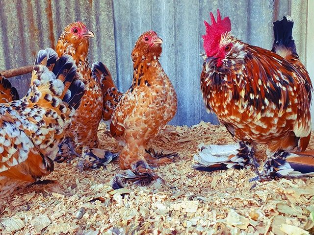 Інкубаційне яйце та курчата.Мільфлер: фарфоровий, мармуровий, ізабелла