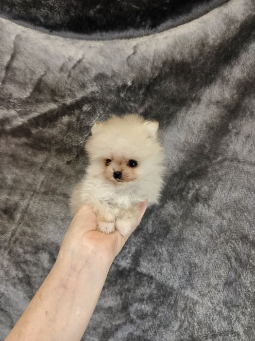 Київський Гномік.Документи прививки,Чіп.