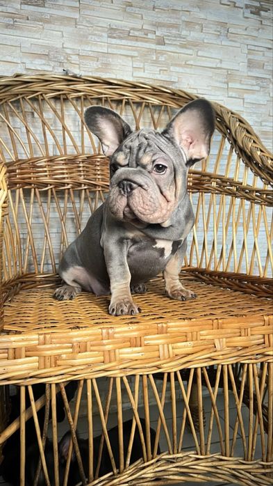Продаж Французького бульдуга дівчинка
