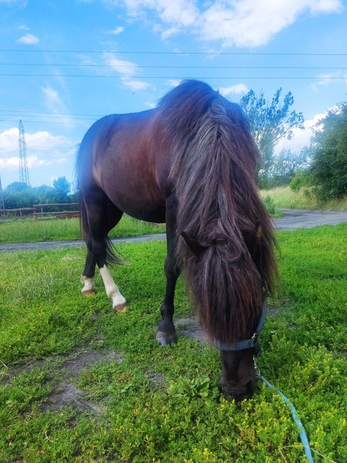 Wałach hucuł, po Ousor