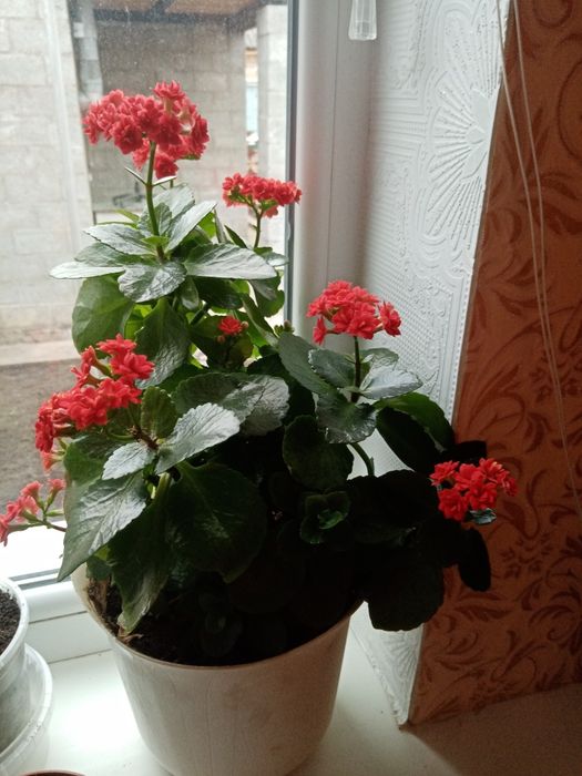 Каланхой цветущий