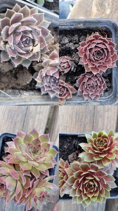 Сукуленти,молодило, кам'яні троянди