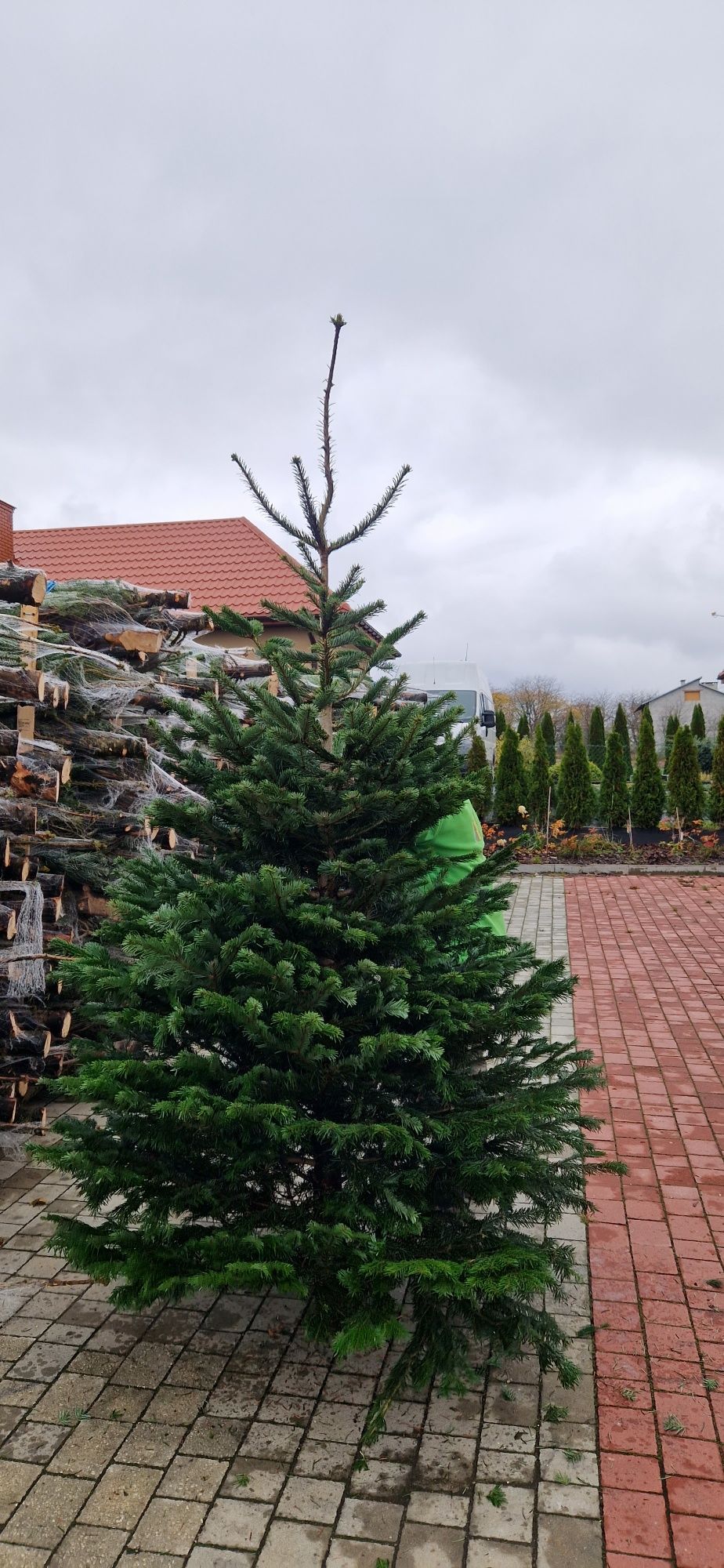 Jodla kaukaska 200-270cm 55 zl producent choinki