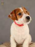 Jack Russell Terrier ZKwP FCI radosny piesek