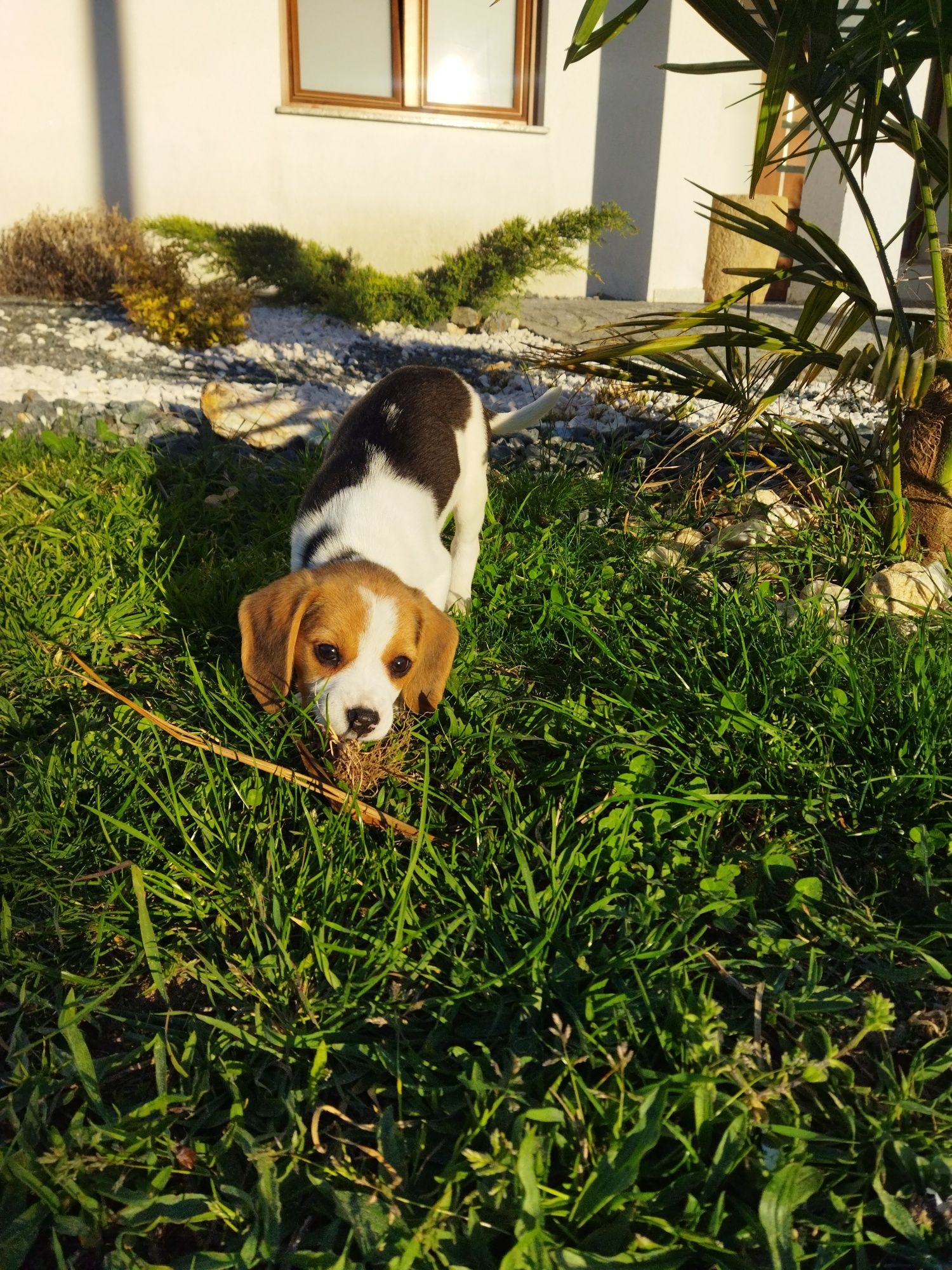 Beagle de boa linhagem