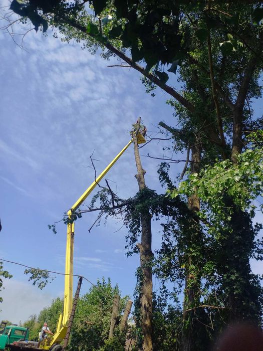 Обрізка дерев Спил Дерева Спилить Дерево Розчистка території Вивіз