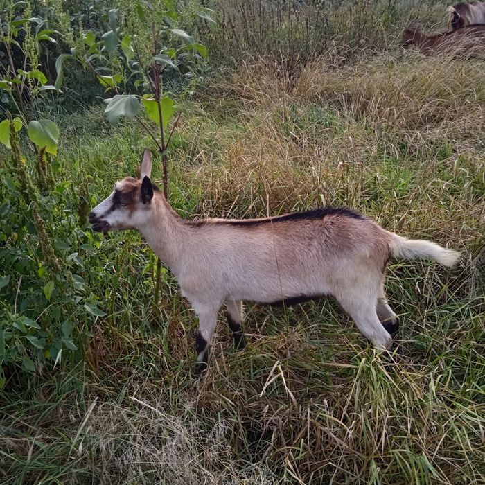 Продам кізоньку-альпійку Камілу