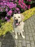 Lupi- Pies w typie Golden retrievera szuka domu