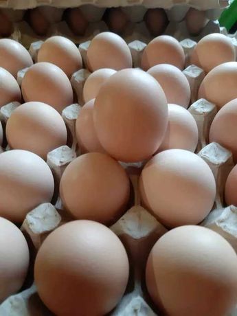 Продам інкубаційне яйце фоксі чік Угорщина