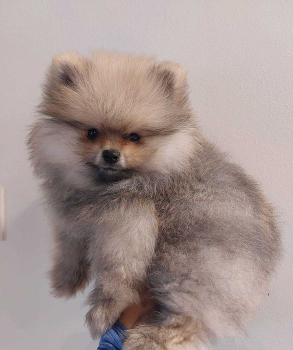 Szpic miniaturowy pomeranian FCI