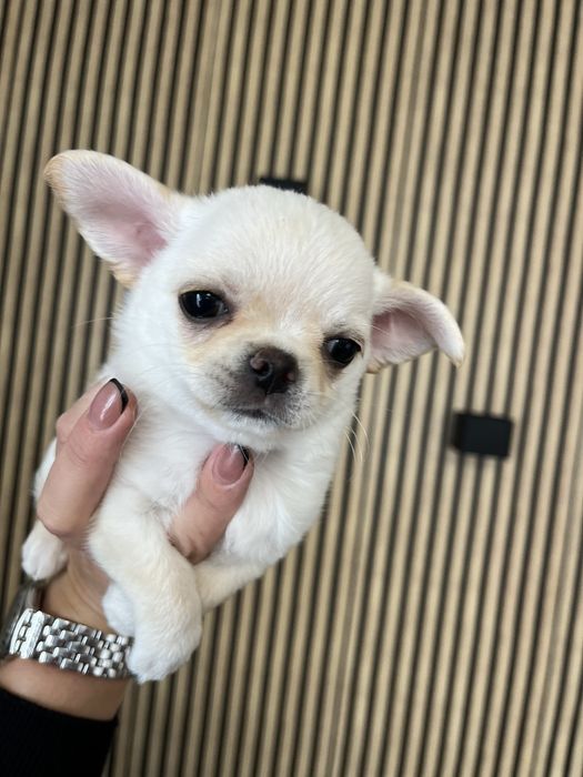 Chichuahua chlopcy FCI