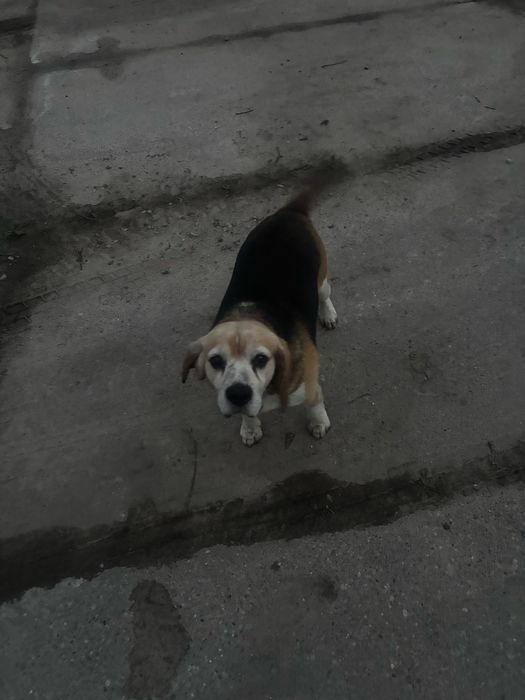 Oddam w dobre ręce Pies Beagle