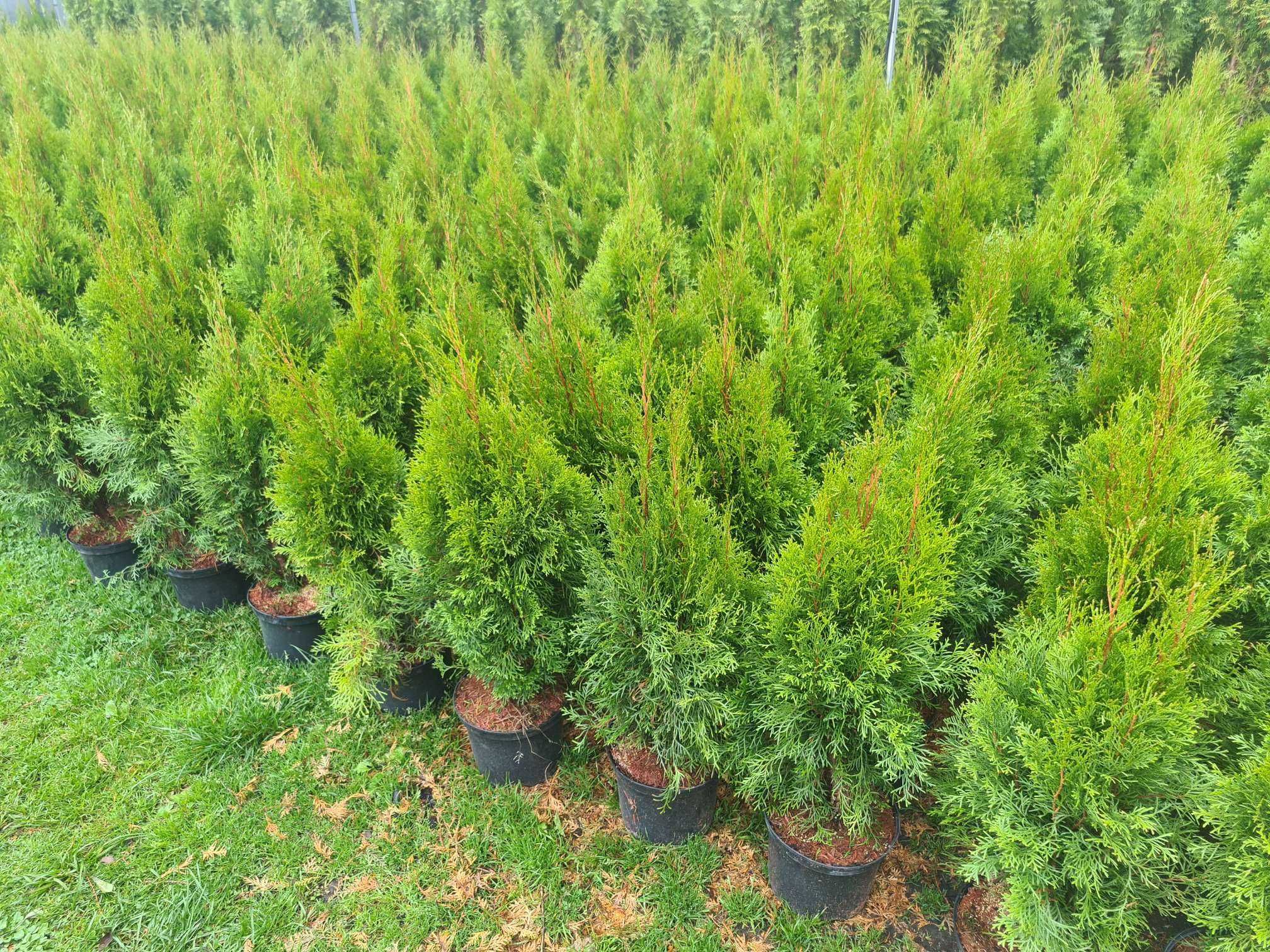 PROMOCJA Tuja Szmaragd 100-110 cm w donicy 5l pewne przyjecie