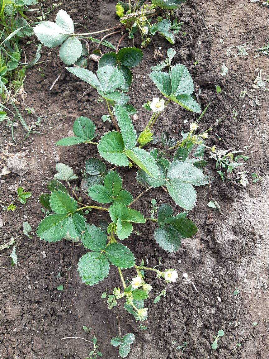 Truskawka selva powtarzająca owoce .