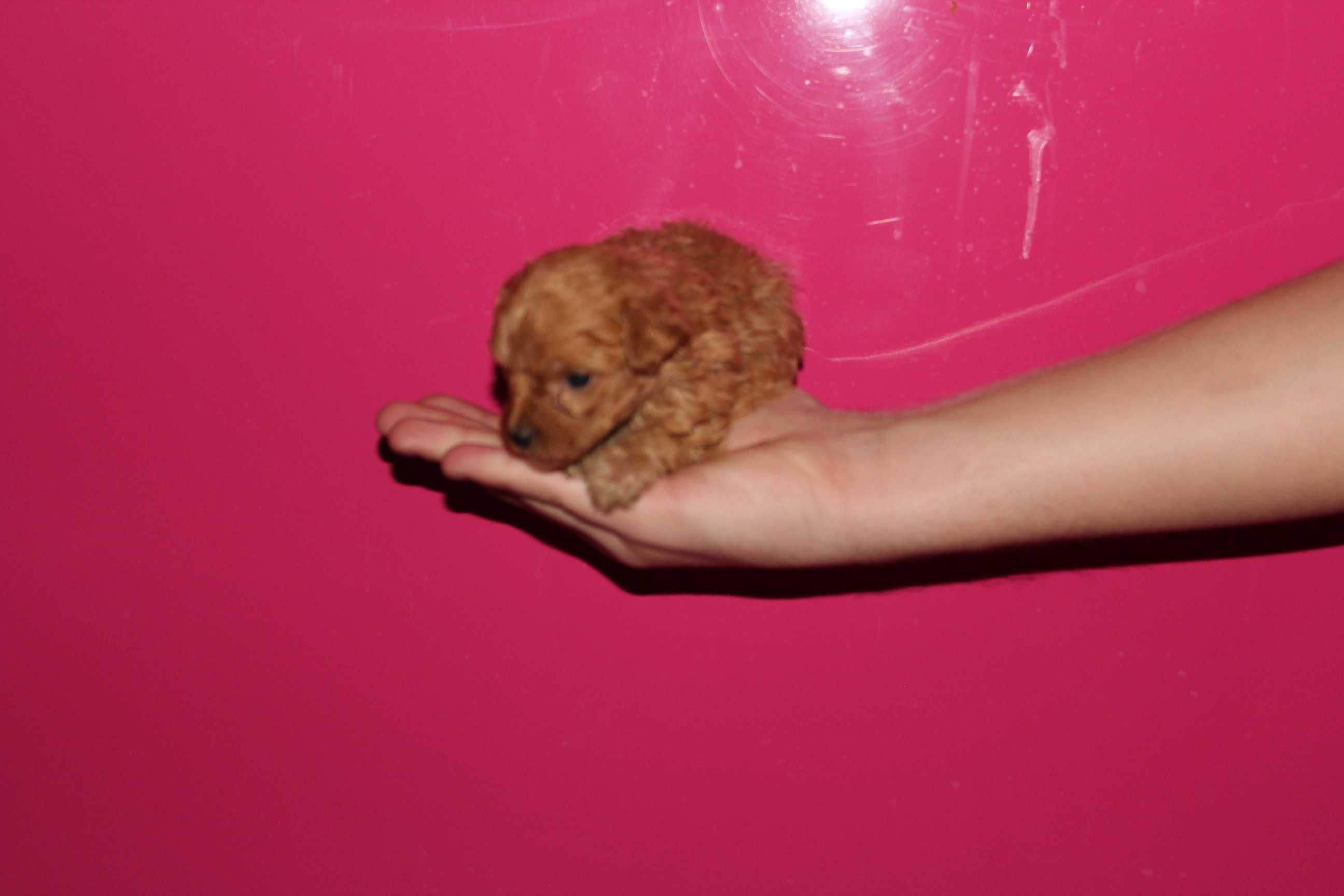 Maltipoo Maltańczyk i Pudel 2