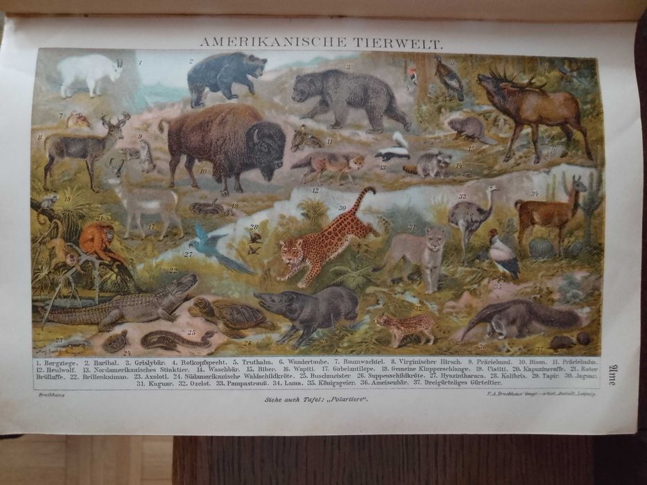 Piękne litografie