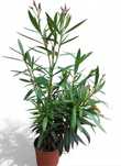 Oleander trikolor +6 , wysokość 70-80 cm