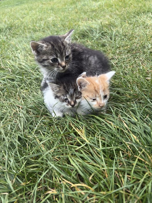 Oddam kotki w dobre ręce