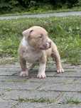 American Bully. XL