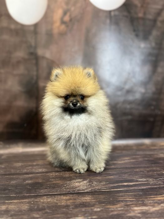 Хлопчик шпіц міні