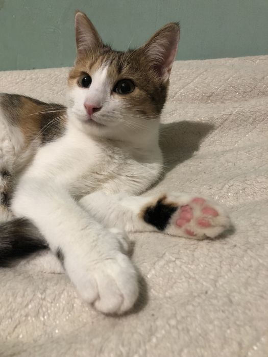 Котенок в добрые руки