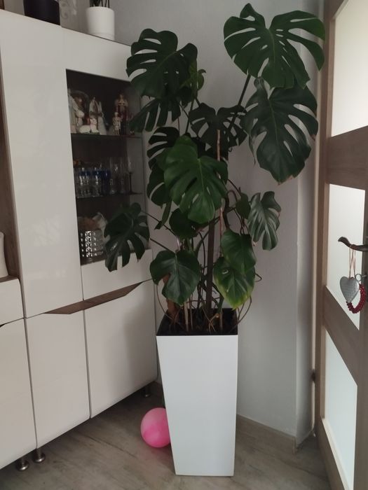 Kwiat Monstera duża