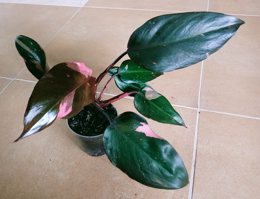 Philodendron Brasil Pink Princess