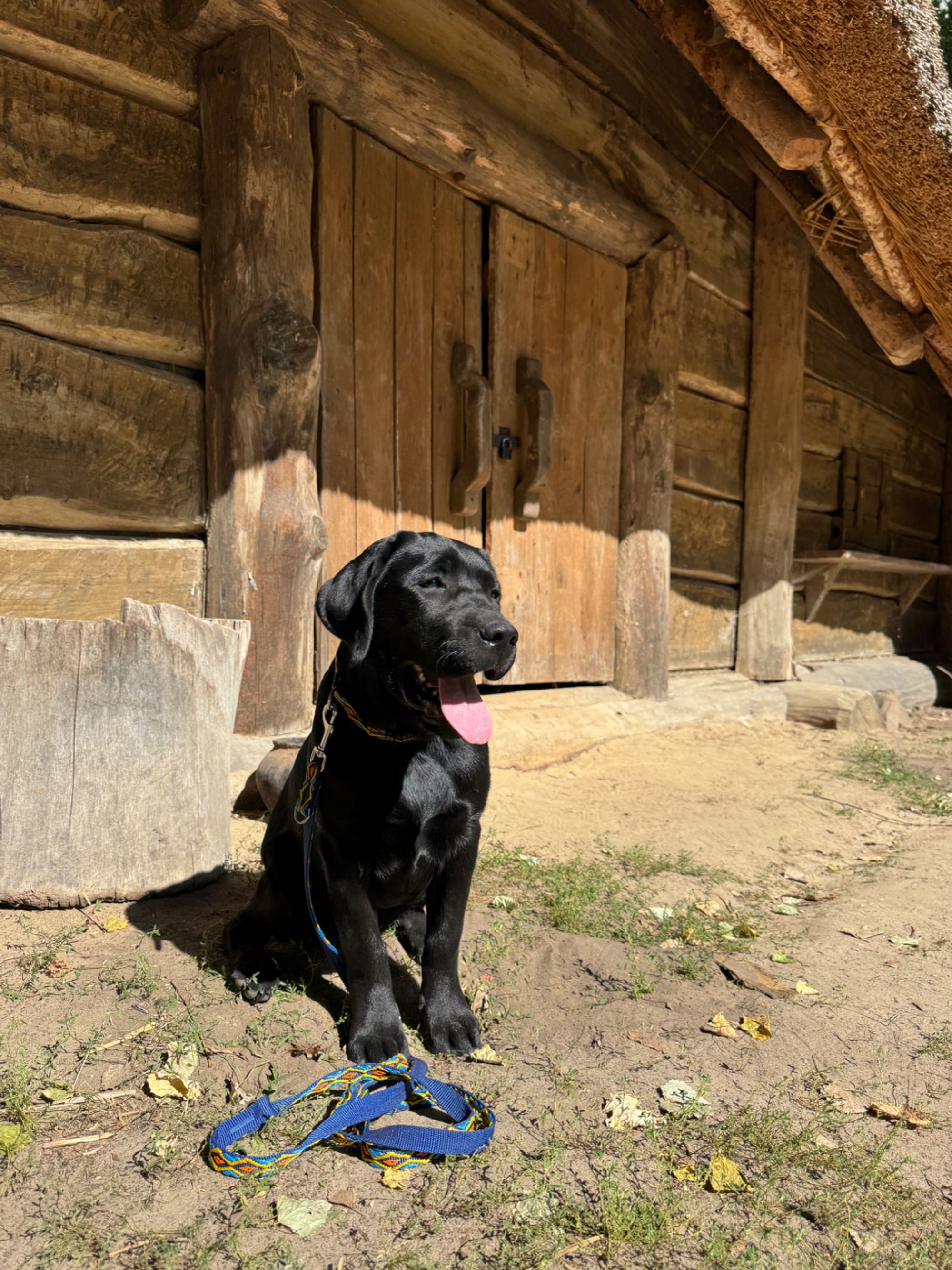 ZKwP (FCI) Labrador retriever- czarna suczka rodowodowa po championach